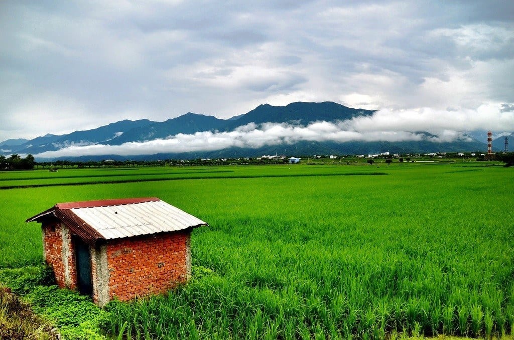 rice Taiwan